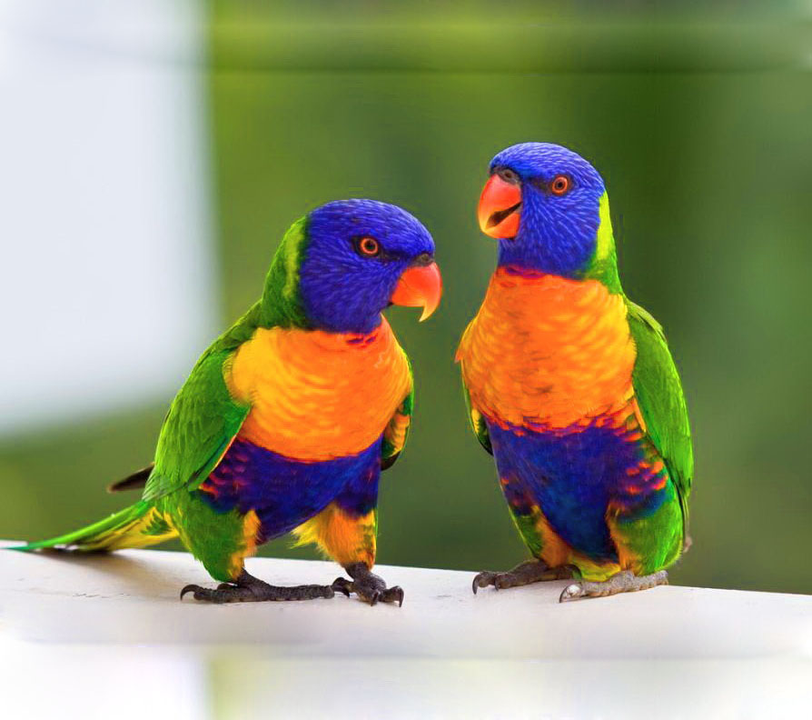Lưới Bẫy Chim L&acirc;m Đồng